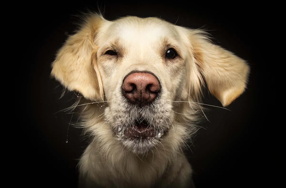 Hunde Fotoshooting Seevetal (Schnapp-Shooting) - 8