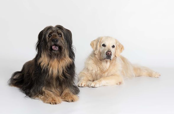 Hunde Fotoshooting Augsburg