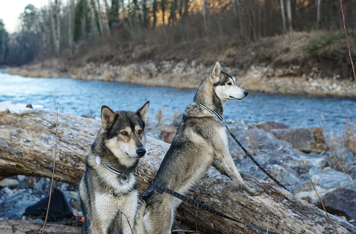 Husky Tagesausflug Bettmaringen - 7