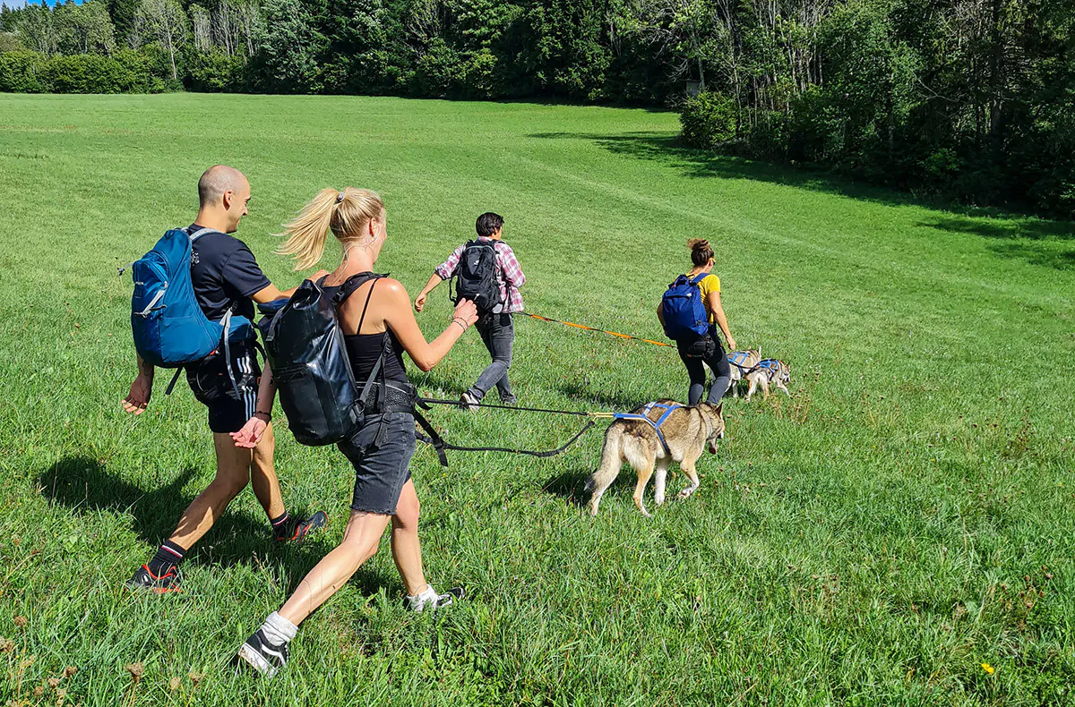 Husky-Trekking im Schwarzwald - 5