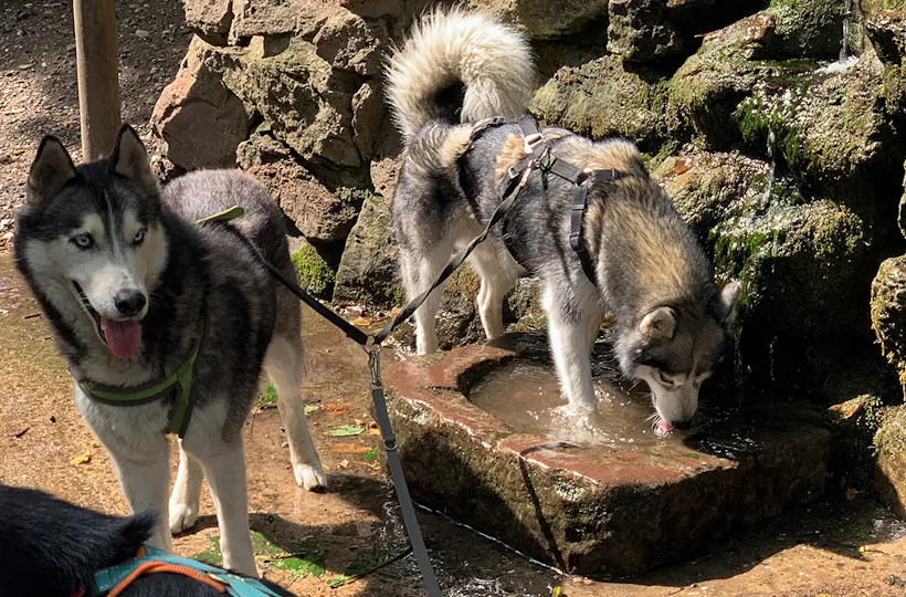 Husky Wanderung Karlsruhe