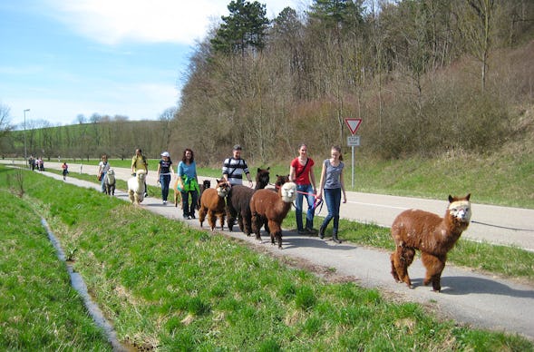 Alpaka Wanderung Kraichtal (3 Std.)