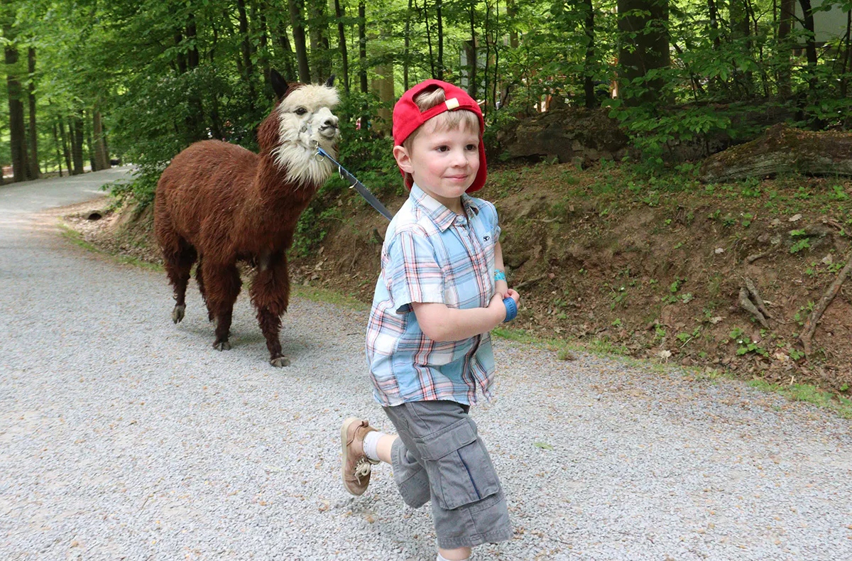 Alpaka Wanderung Kraichtal (3 Std.) - 5