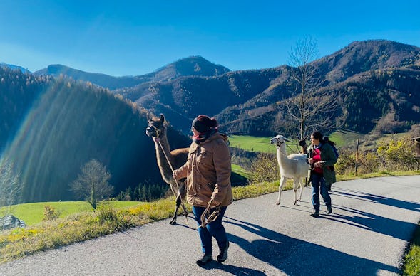 Lamawanderung Molln (Mai - Okt.)