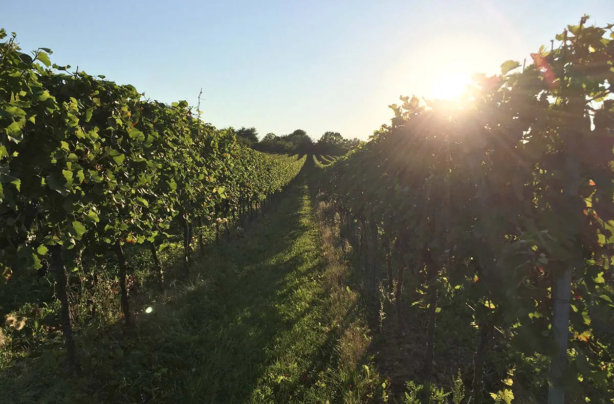 Online Weintasting - 4