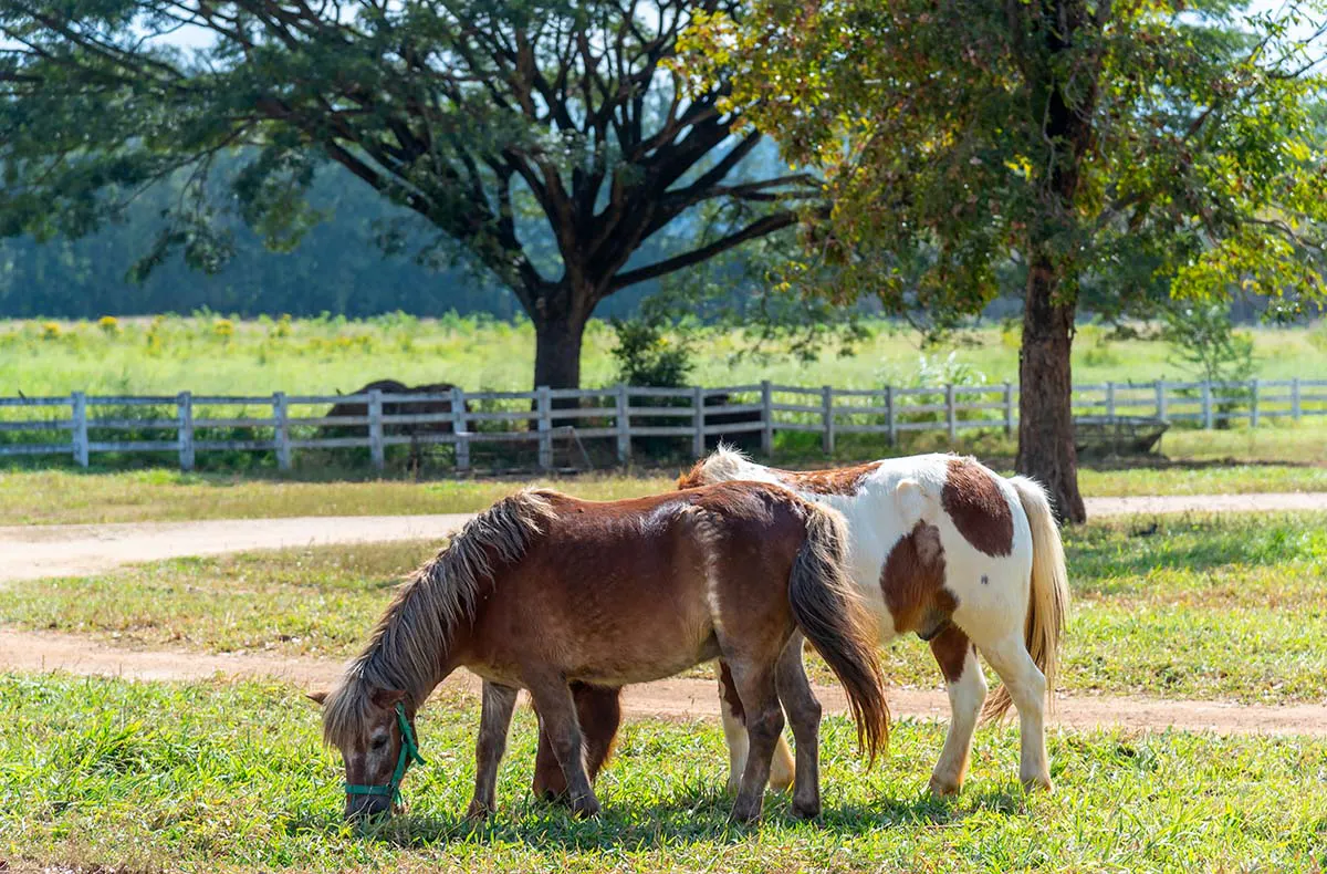 Pony Spaziergang Taufkirchen