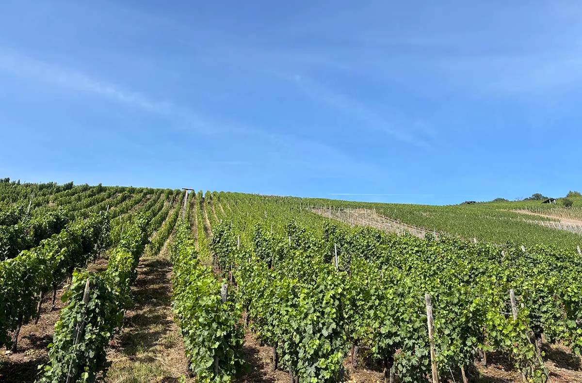 Kurzurlaub im Weingut an der Mosel für 2 (2 Nächte) - 9