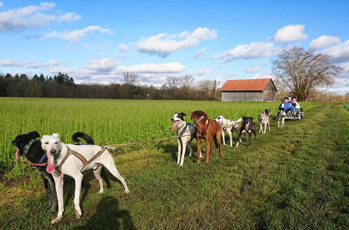Schlittenhundefahrt Schwabmünchen - 5