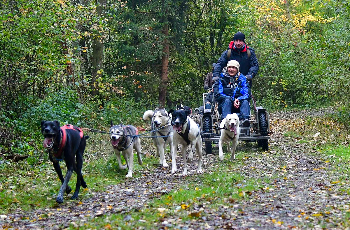 Schlittenhundefahrt Schwabmünchen - 7