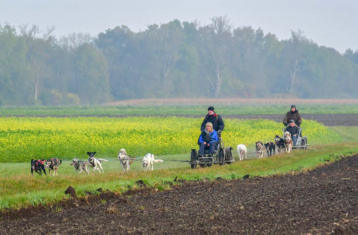 Schlittenhundefahrt Schwabmünchen - 8