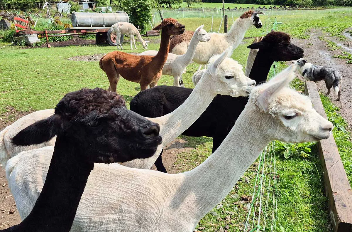 Schokofondue mit Alpaka Erlebnis in der Eifel - 2