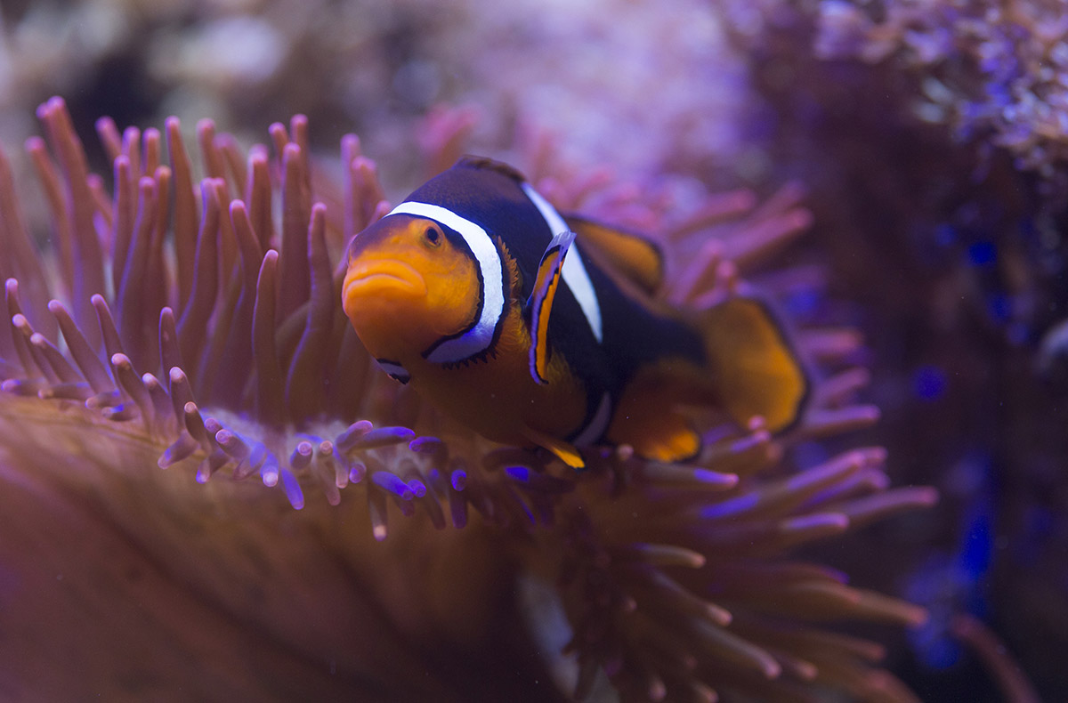 Sea Life Hannover (1 EW + 1 Kleinkind)