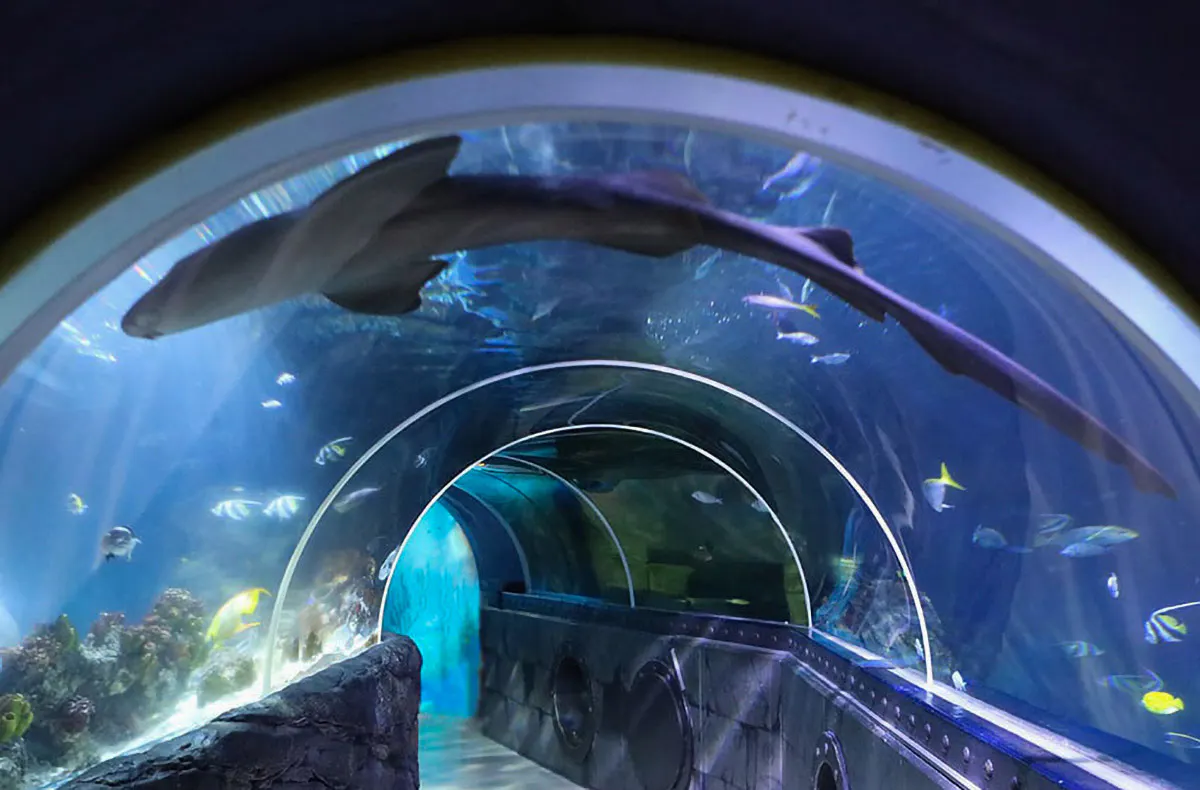 Sea Life Konstanz (Kinder-Ticket) - 5