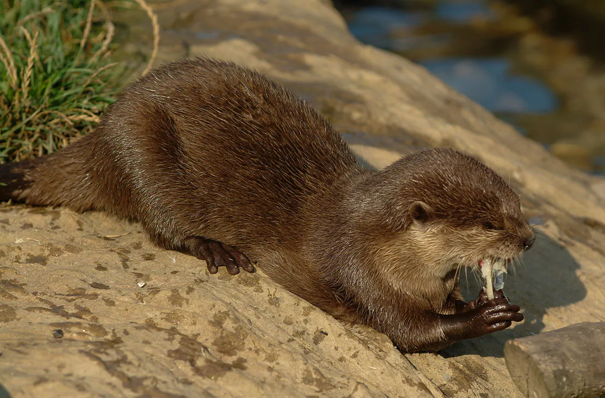 Sea Life Oberhausen (1 EW + 1 Kleinkind) - 5