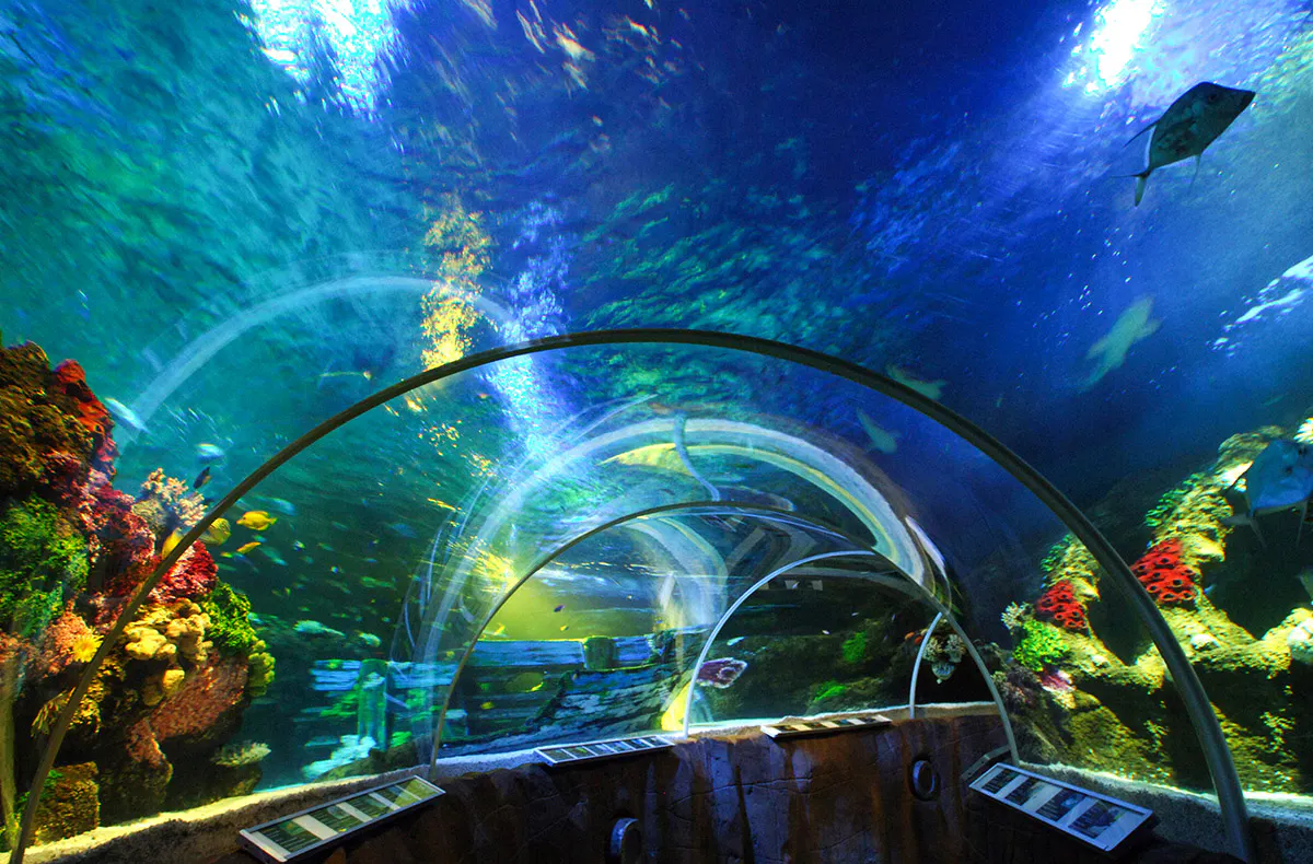 Sea Life Timmendorfer Strand (1 EW + 1 Kleinkind) - 6