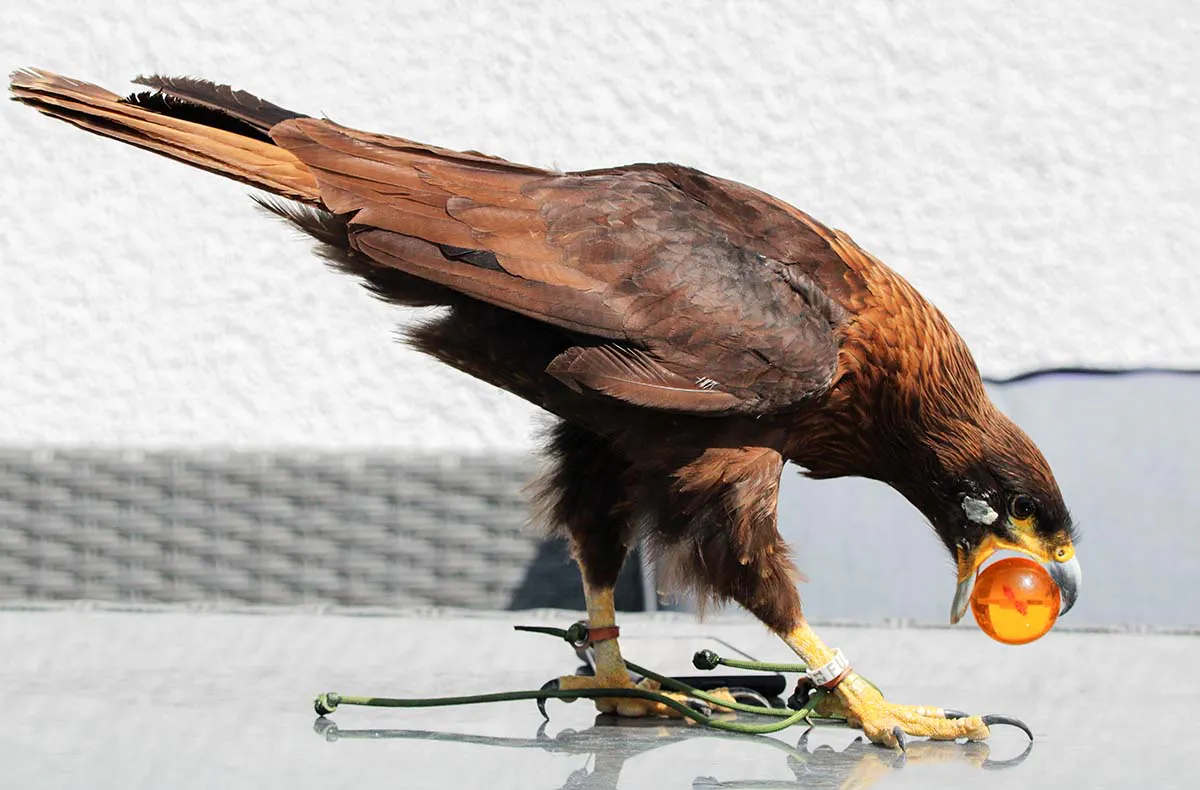 Spaziergang mit Greifvogel Pollhagen - 2