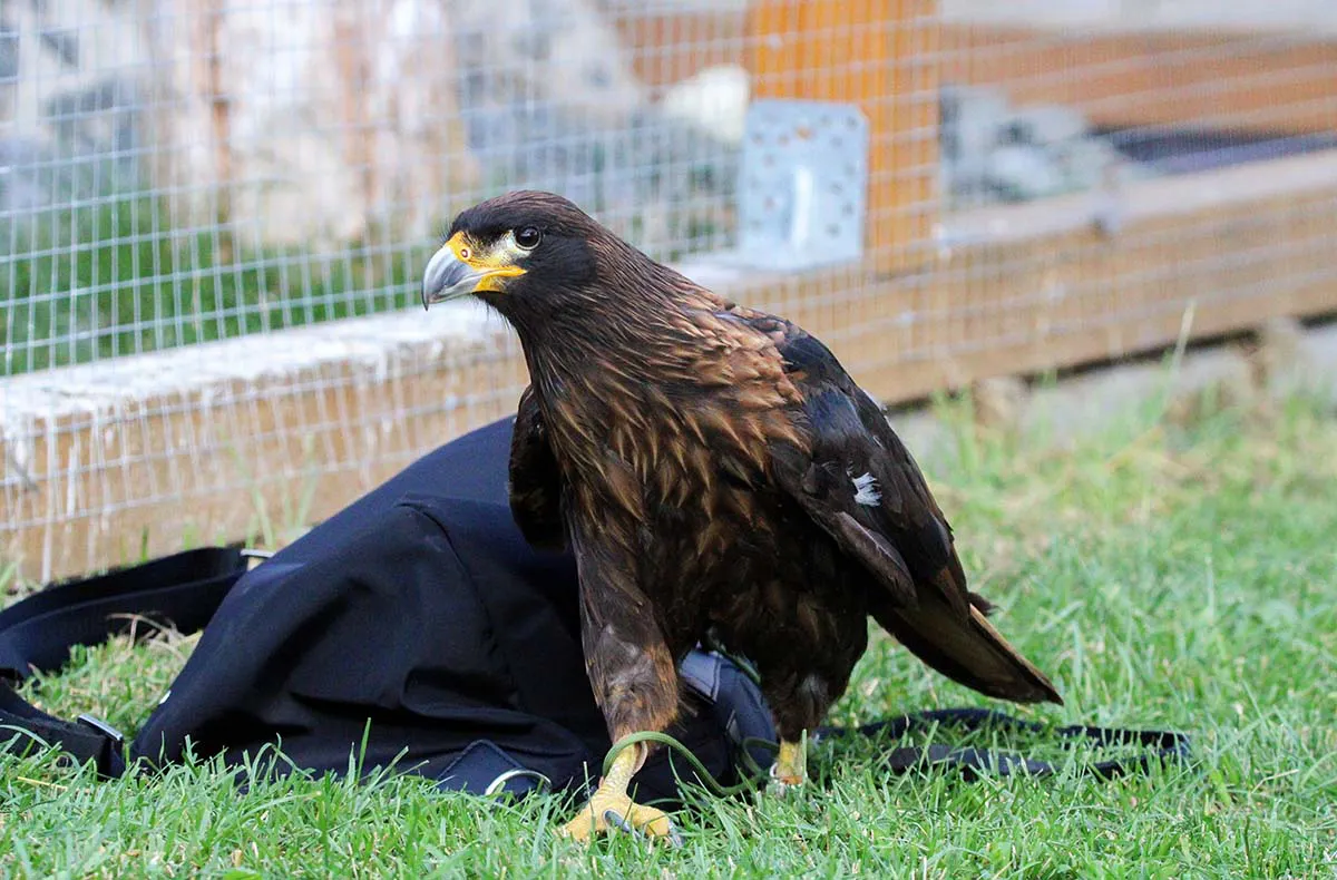 Spaziergang mit Greifvogel Pollhagen - 3