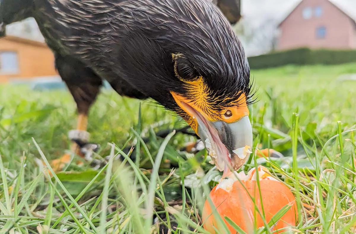 Spaziergang mit Greifvogel Pollhagen - 4
