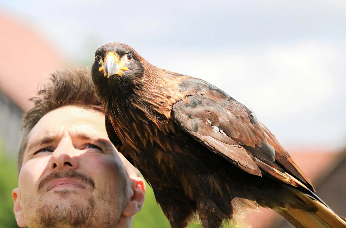 Spaziergang mit Greifvogel Pollhagen - 5