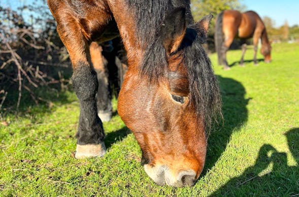 Spaziergang mit Pferd Insheim