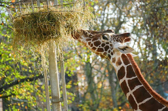 Städtetrip Frankfurt mit Zoobesuch für 2 (1 Nacht)