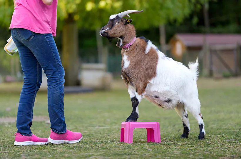 Tiertrainer Hitzendorf