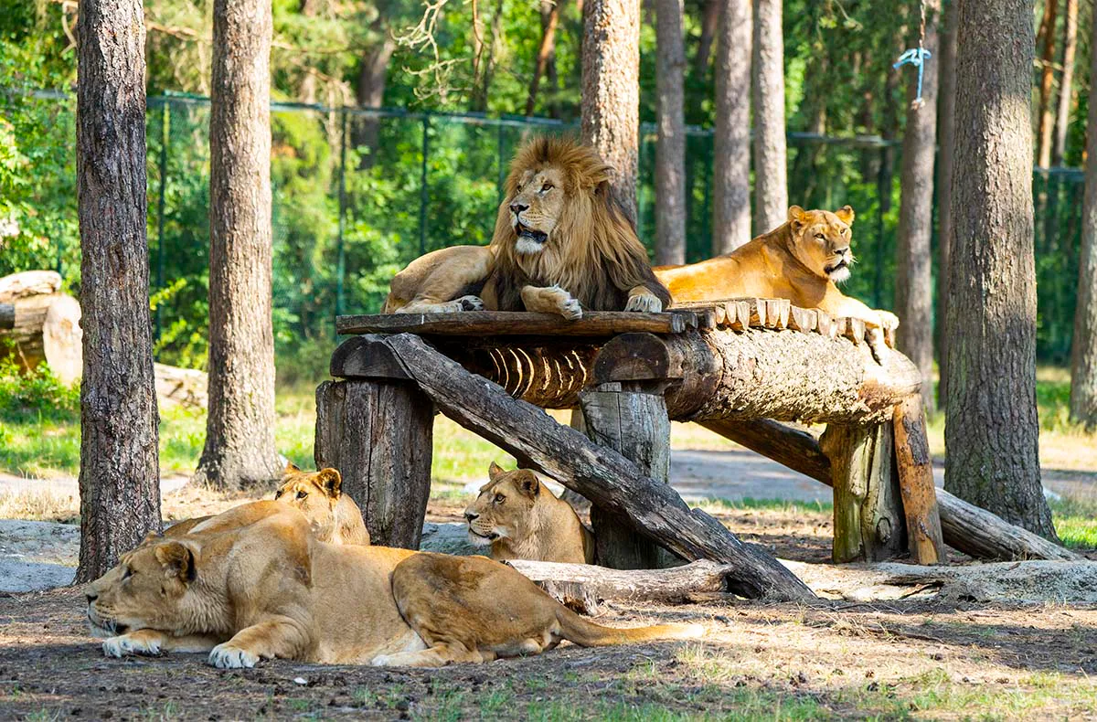 Außergewöhnlich Übernachten im Serengeti-Park für 2 (1 Nacht) - 1
