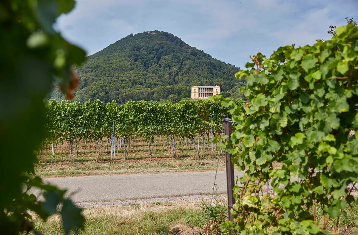 Wanderurlaub mit Weingut-Übernachtung in Rheinland-Pfalz für 2 (2 Nächte) - 6