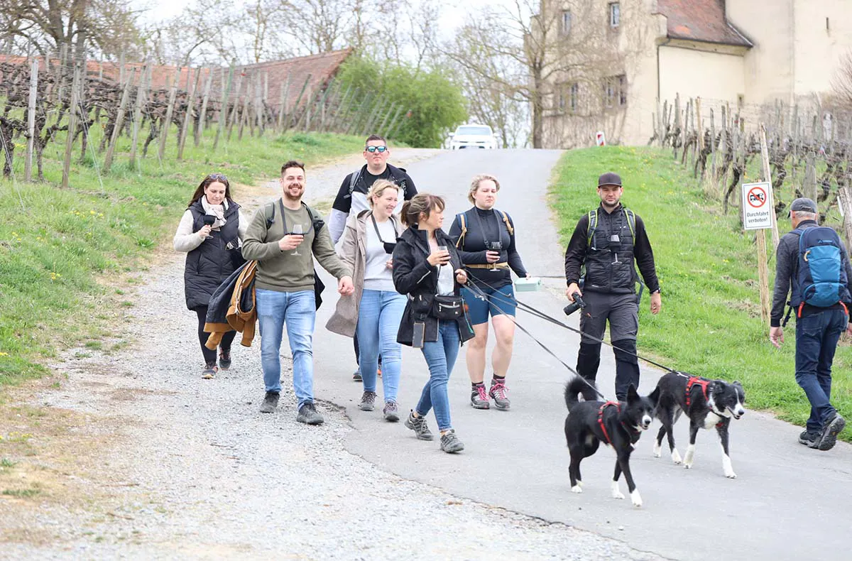 Wein-Jagd für 6 Personen Volkach - 5