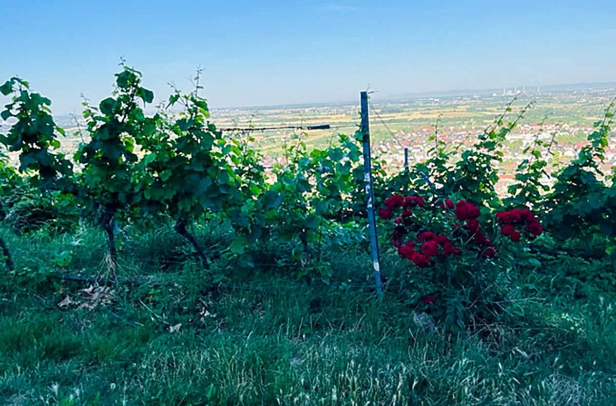 Weinbergwanderung mit Verkostung Schriesheim (alkoholfrei) - 5