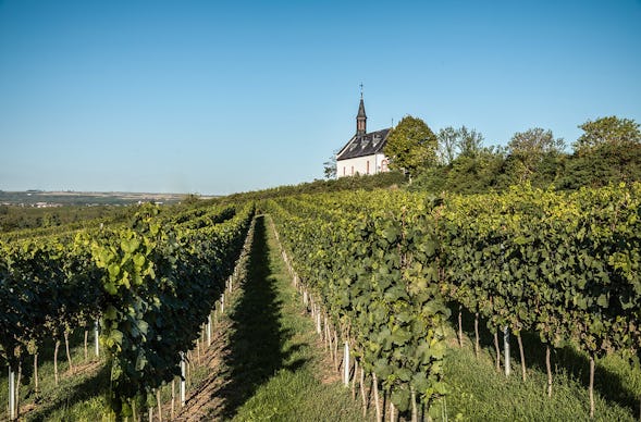 Weinbergwanderung Worms