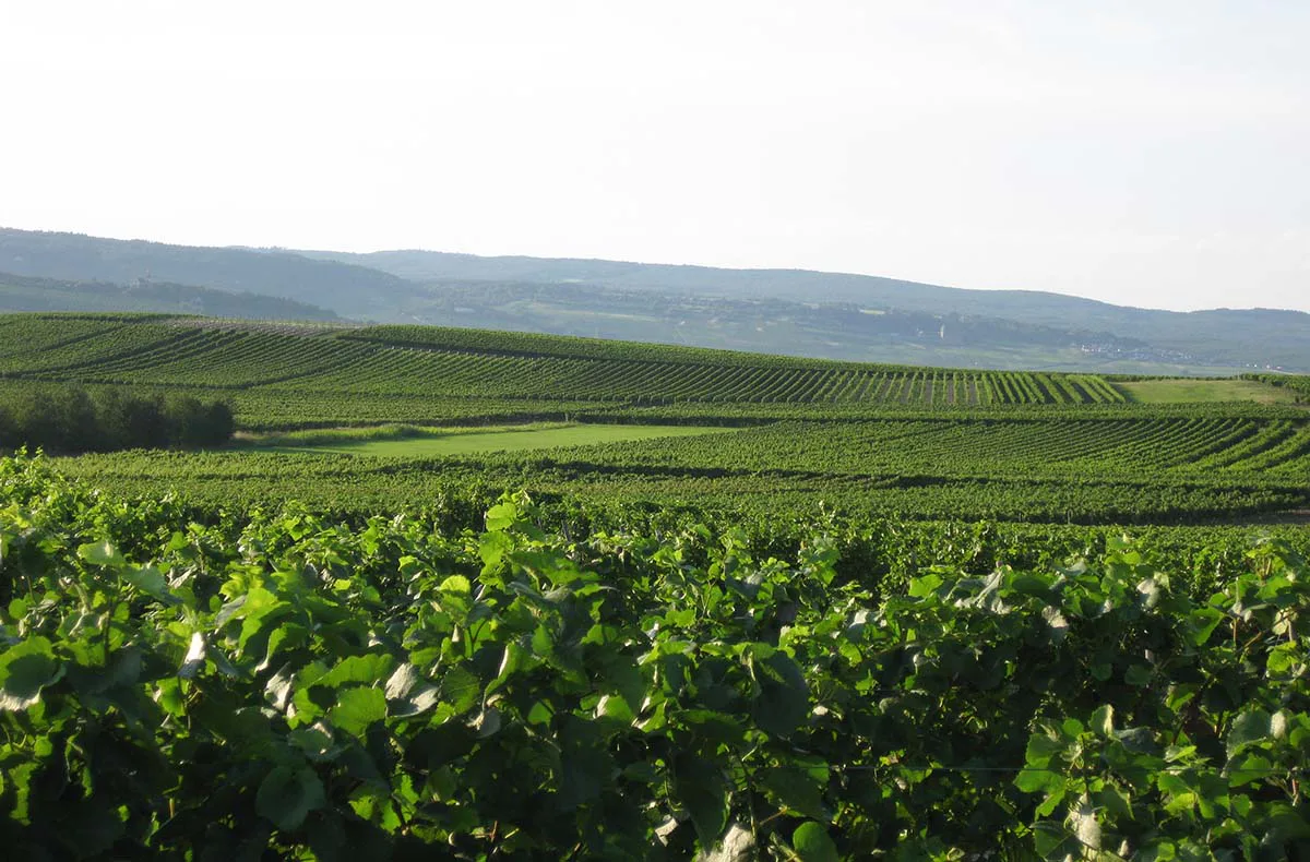 Weinverkostung mit Übernachtung in Rheinhessen für 2 - 6