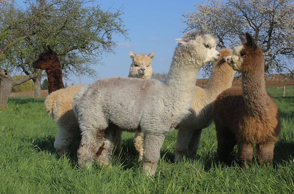 Alpaka Wanderung Wiederoda für 2