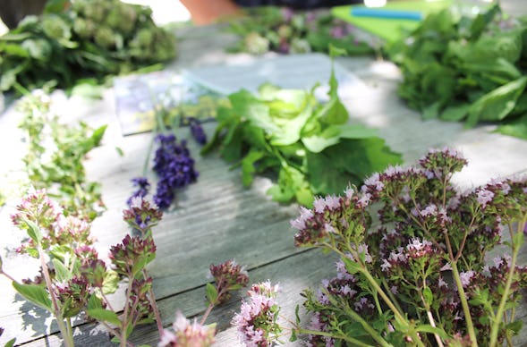 Wildkräuter Kurs Uhldingen-Mühlhofen